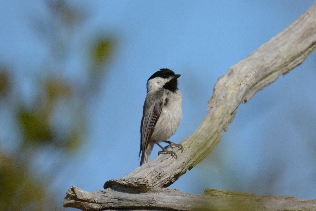 Chicadee, Carolina, 2014-05184496  Cape May Point State Park, NJ.JPG - Carolina Chicadee. Cape May Point State Park, NJ, 5-18-2014